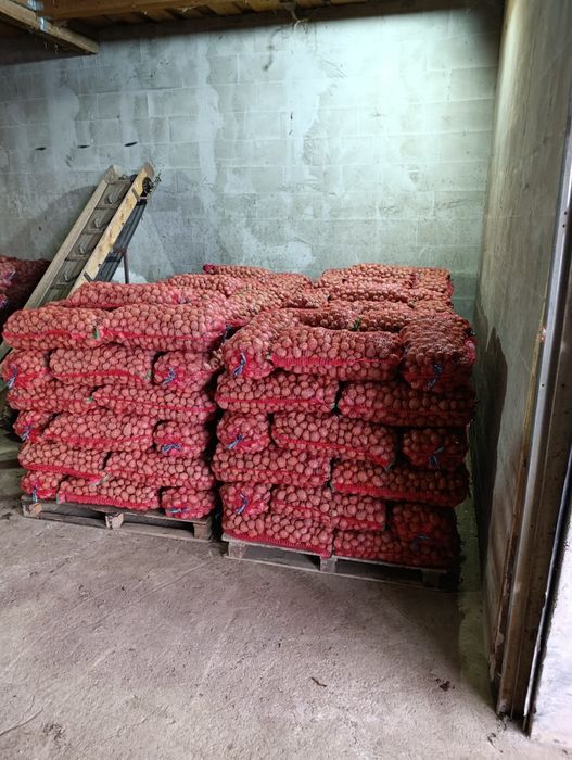 Cartofi samanta de covasna