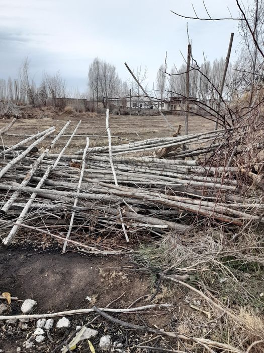 Утин сотилади(терак)