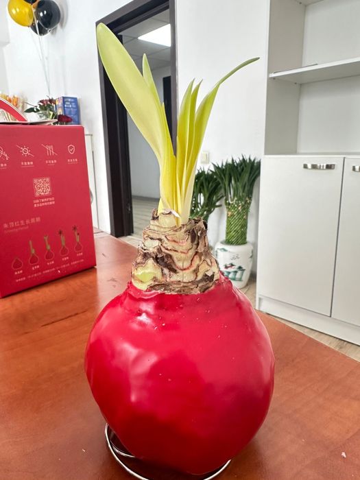 Бамбук для привлечения  достатка