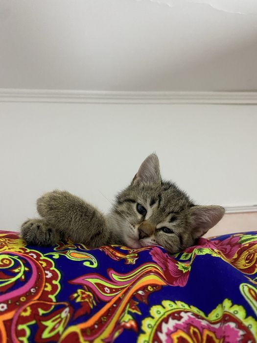 Кошка девочка 5 месяцев
