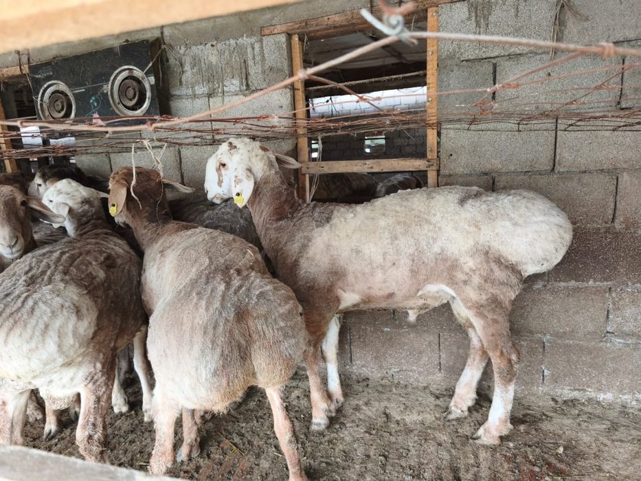 Арашан  токтылар