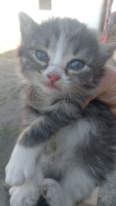 Отдам котят даром