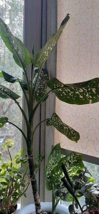 Дифенбахия пестрая