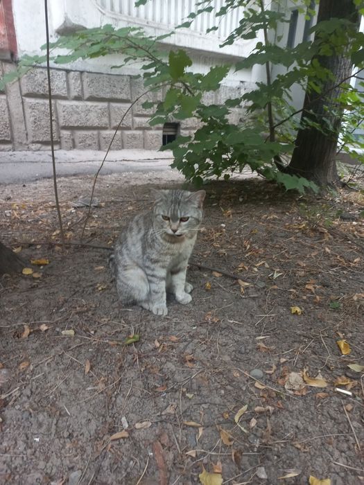 Шотландский котик ищет дом