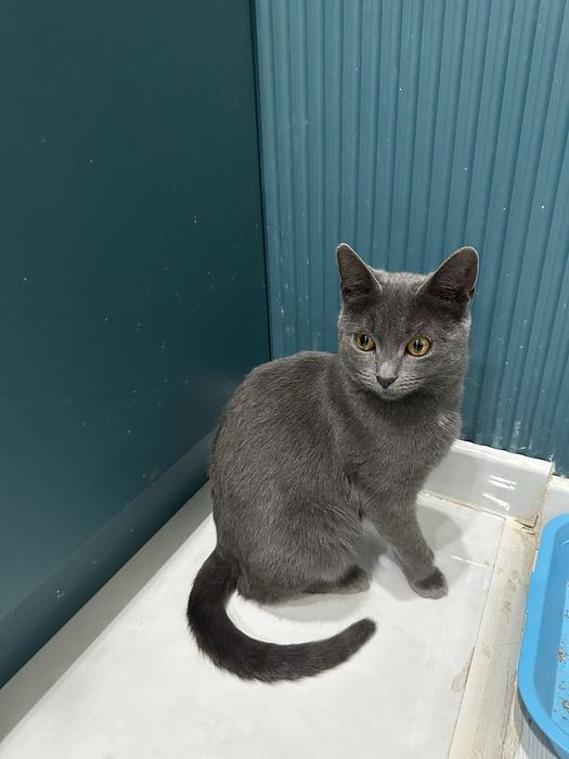 Котенок  бесплатно