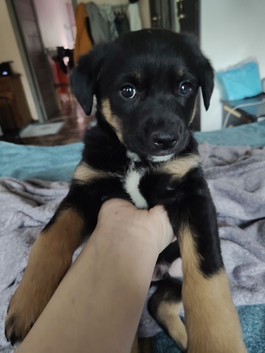 Щенок ищет дом, найденыш