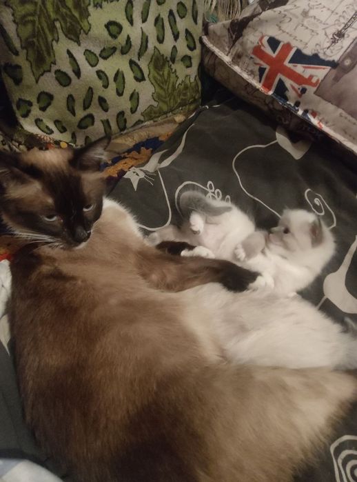 Котенок девочка кушает сама все
