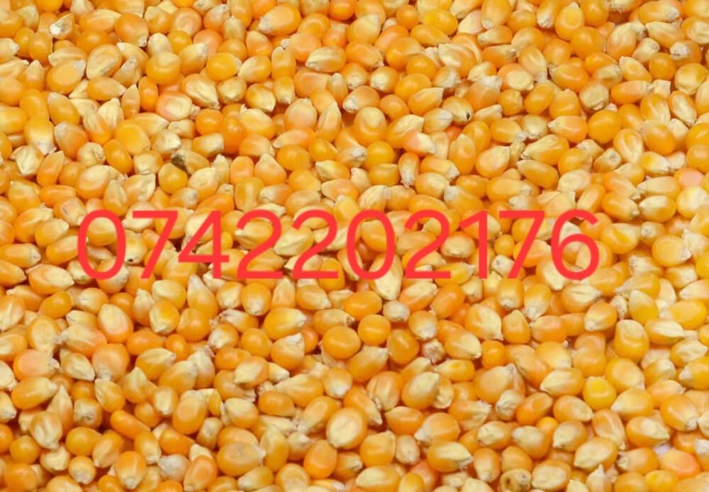 Vand porumb recolta 2026. Pret 1 leu/kg