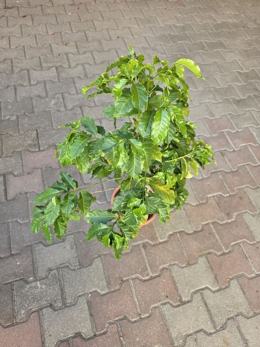 Plante de apartament și terasă: Hibiscus, Cafea, Schefflera, Ctenanthe, Yucca