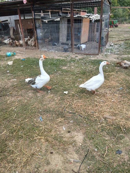 Gâște de anul trecut