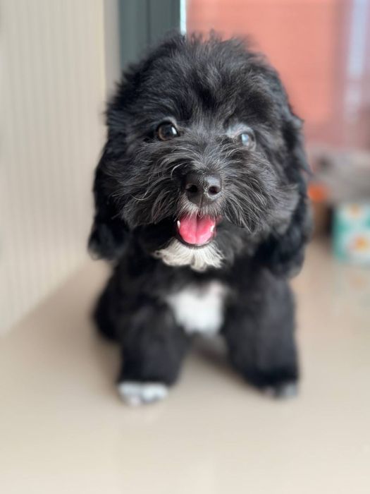 Maltipular 3 oy oldin tug’ulgan sog’lom