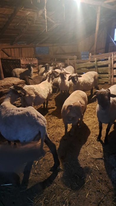 Oi de vanzare ‼️‼️