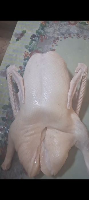 продам гуси дамашний сами вырощивали