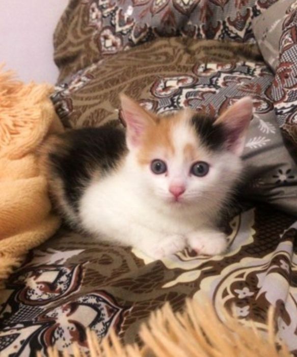 Котята трехцветки