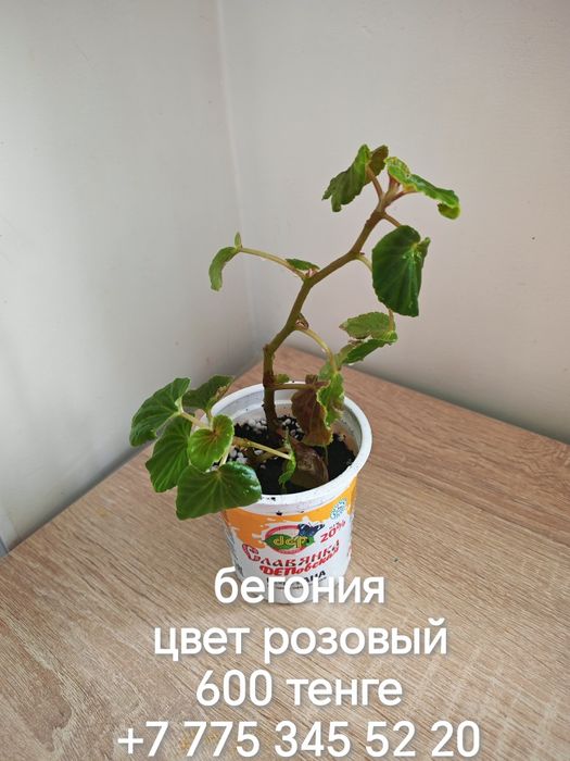 Отростки комнатных растений