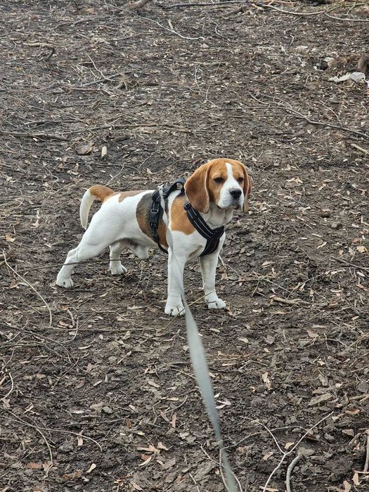 Племенной кобель бигля ищет подружку!