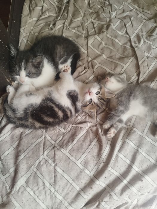 отдам котят в добрые руки