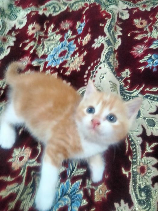 Котенок мальчик .