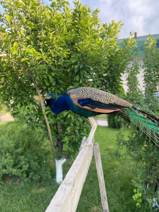 Продам павлинов семеику.