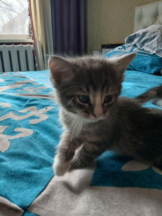 Отдам в хорошие руки котят.