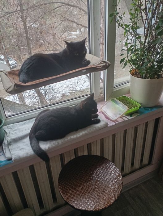 Отдам 2 кошек в добрые руки