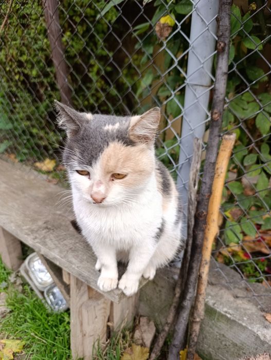 Подарява се коте