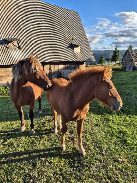 De doi minji ,preț negociabil