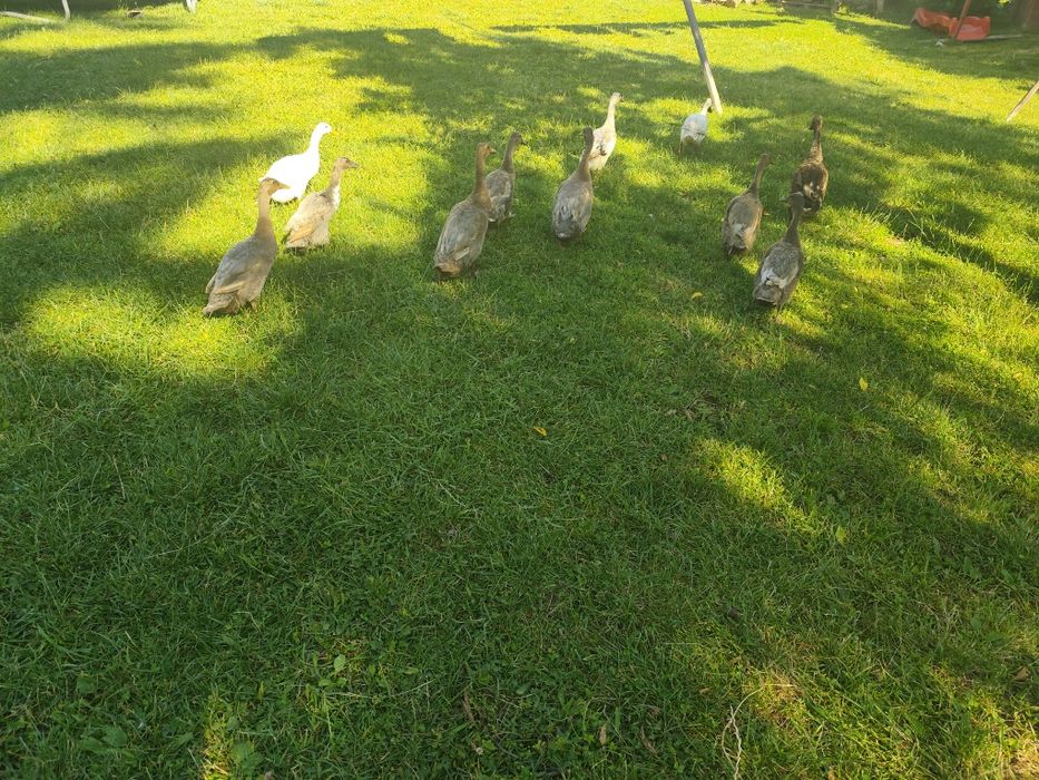 Vând Rațe care elimină limaxuri