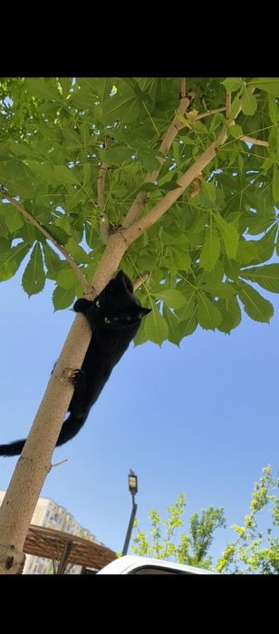 Отдам котенка в хорошие руки