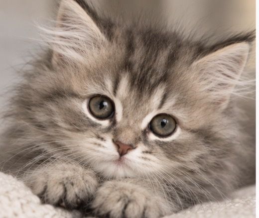 Британский котенок
