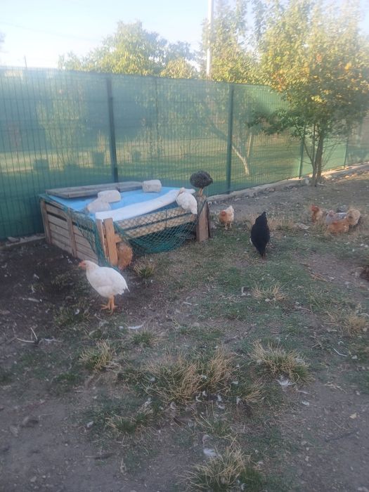 Rațe si rătoi...cocoși pentru taiat