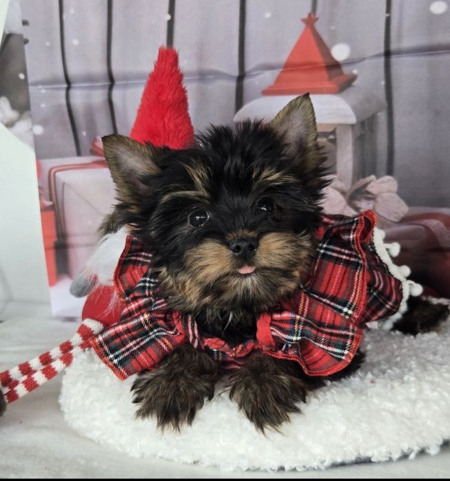 Йоркширски териер ,йорки мини момиче