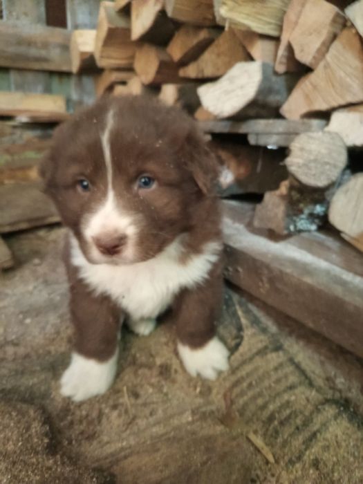 Продавам Каракачанки