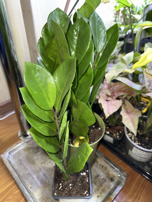 Замиокулькас ( Долларовое дерево)