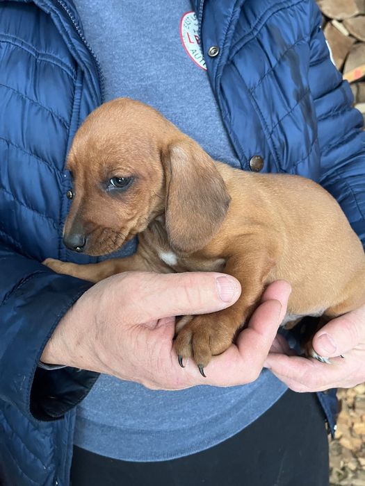 Tekel superb 500 lei