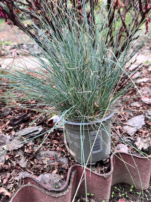 Фестука, синя трева / Festuca glauca