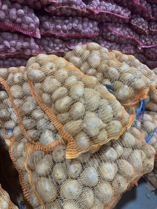 Cartofi consum alb 50 tone calibru 55+