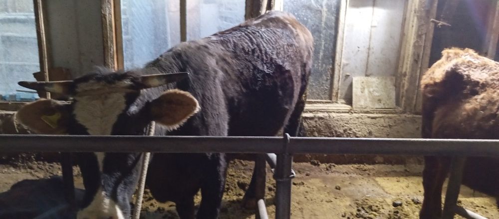 Сатылады 2 бука 1 сыир