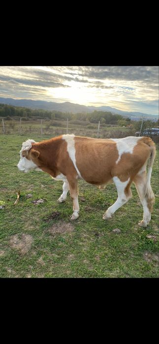 Juninci baltata romaneasca