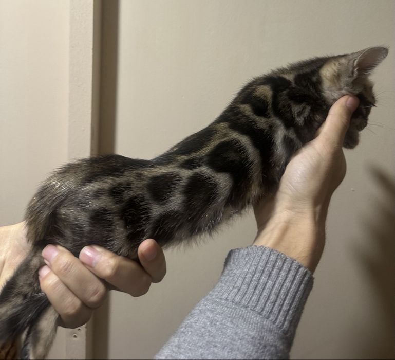 Бенгальские котята