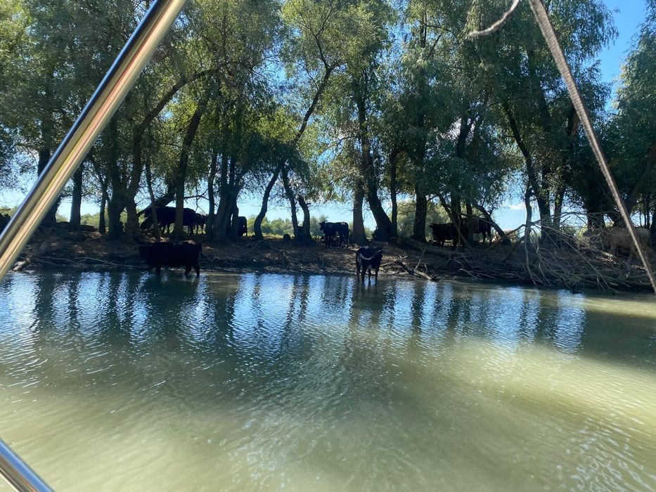 Inchiriere barci, excursii si transport pescari in Delta Dunarii,Dunavatu de Jos