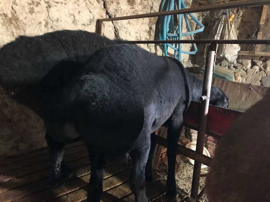 Samarqand juma Qoʻchr sotiladi toza sogʻlom