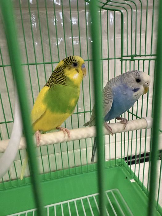 Продам волнистых попугаев