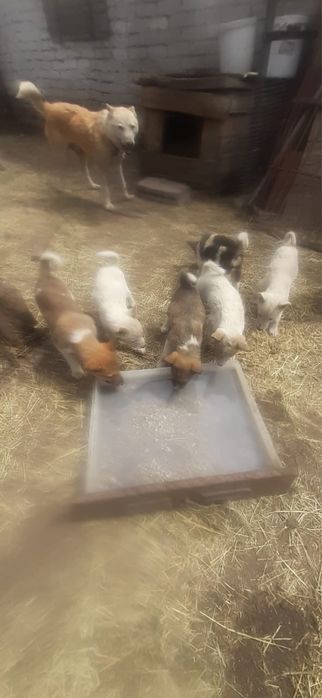 Продам щенят лайки
