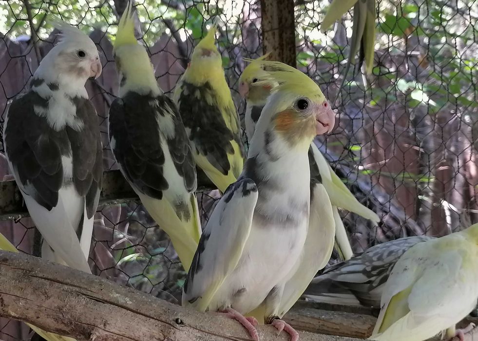 Puiuți papagali Nimfa, inelati 2025