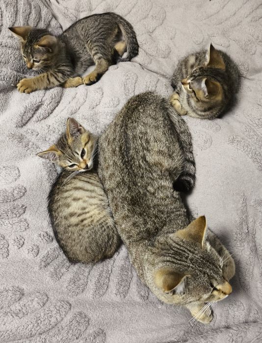 Отдам котят ,очень игривые !!!
