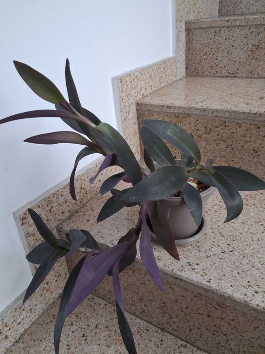 Стайни цветя - бегония, коледничета