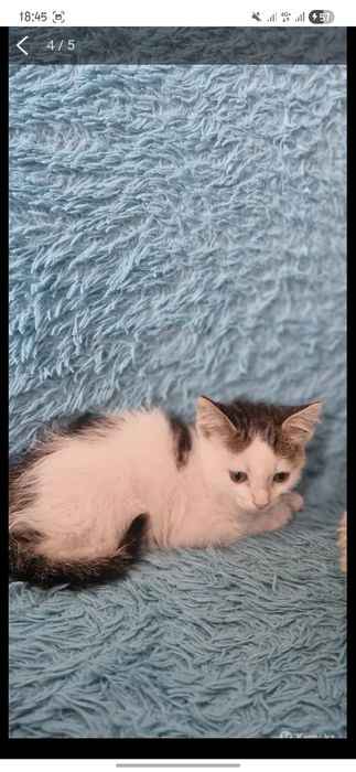 Отдаём котёнка мальчика