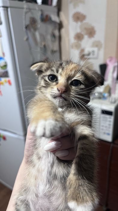 котята вислоухие
