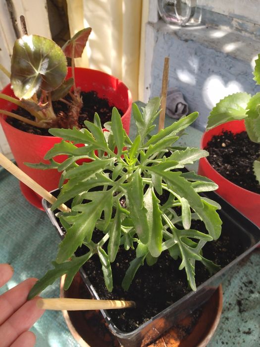 Комнатные цветы распродажа